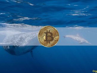 Bitcoin Whales Amassed $2.3 Billion Worth of BTC in 5 Weeks: Data