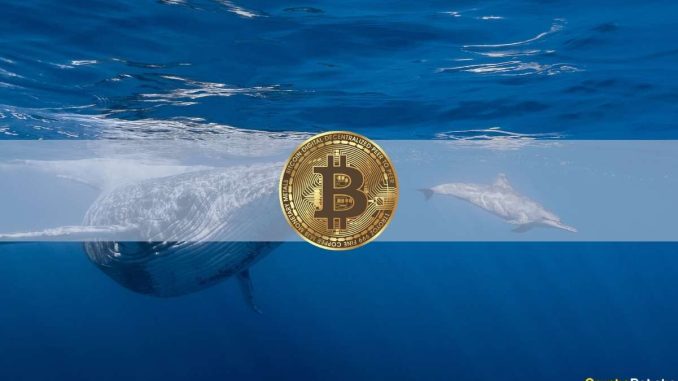Bitcoin Whales Amassed $2.3 Billion Worth of BTC in 5 Bitcoin Whales Amassed $2.3 Billion Worth of BTC in 5 Weeks: Data