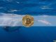 Bitcoin Whales Amassed $2.3 Billion Worth of BTC in 5 Weeks: Data